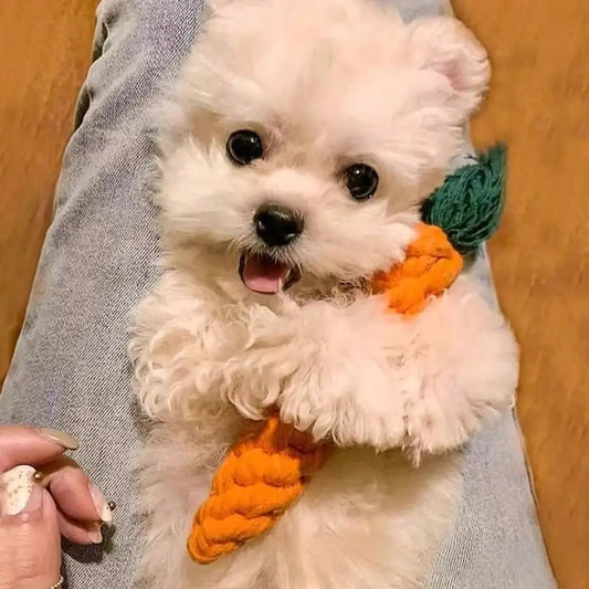 Dog Random Toy Gift Box - Produces Sounds, Chewable Teeth, Durable And Sturdy Carrots, Teddy Bear-Shaped Puppies, Stress-Relieving Tools, Pet Supplies